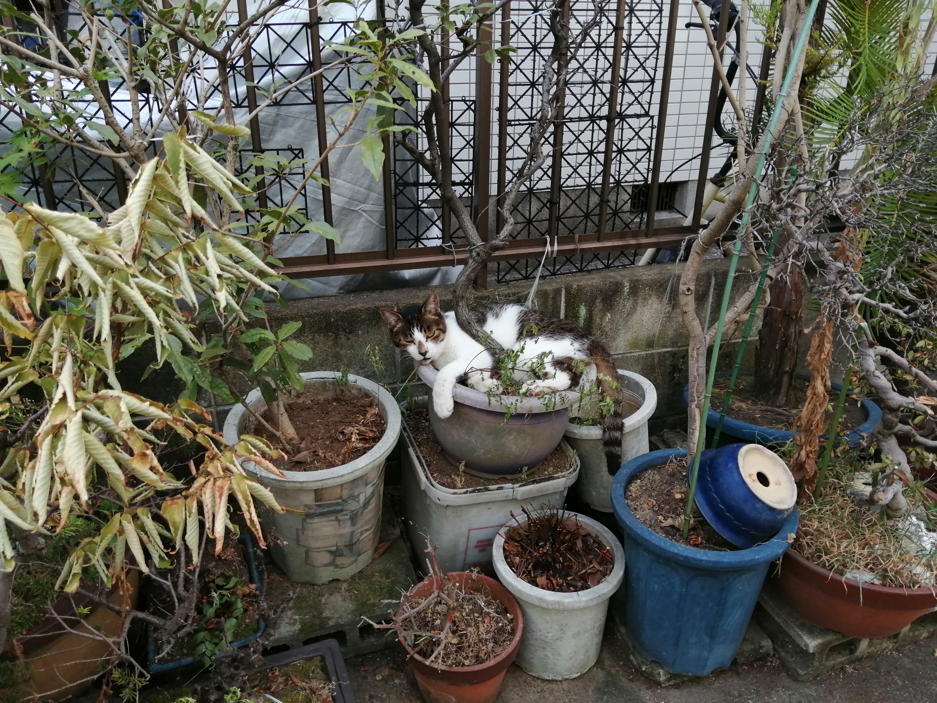 相棒を探して。