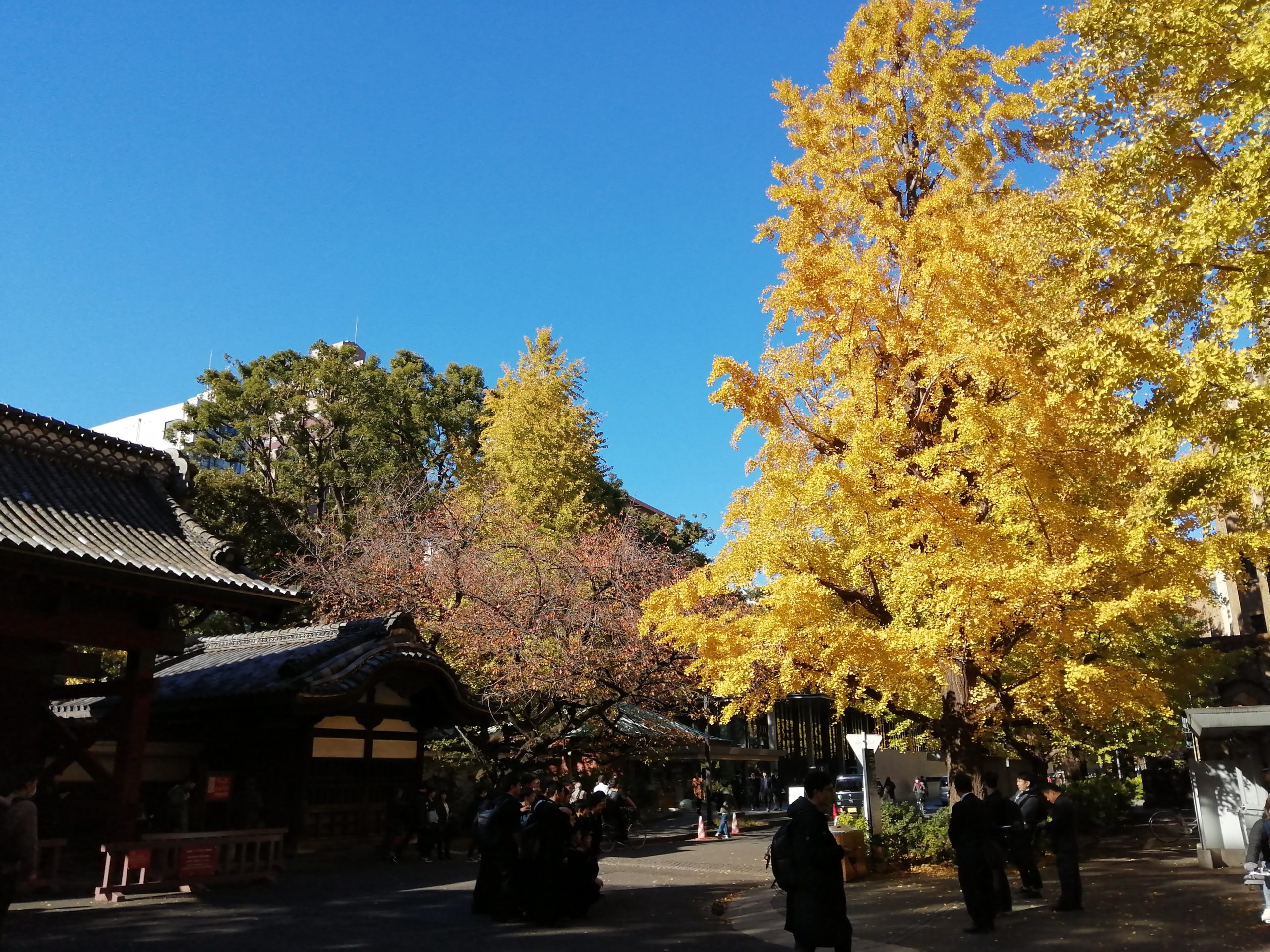 銀杏狩り。