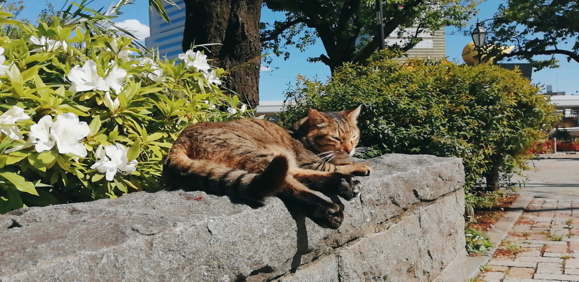 試行錯誤の巣ごもり生活。