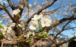 今後の打ち合わせ